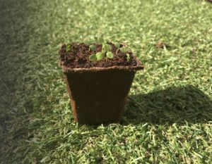 compost biodegradation