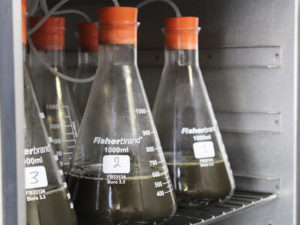 biodegradable plastic testing