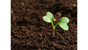 biodegradable or compostable