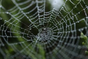 spiders silk