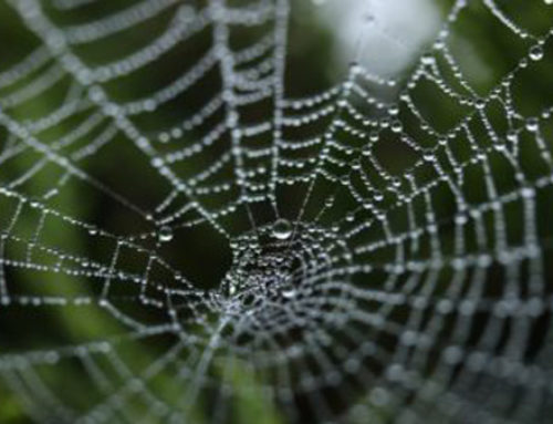 Properties of Spiders Silk – Tensile Strength
