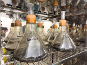 testing for biodegradability